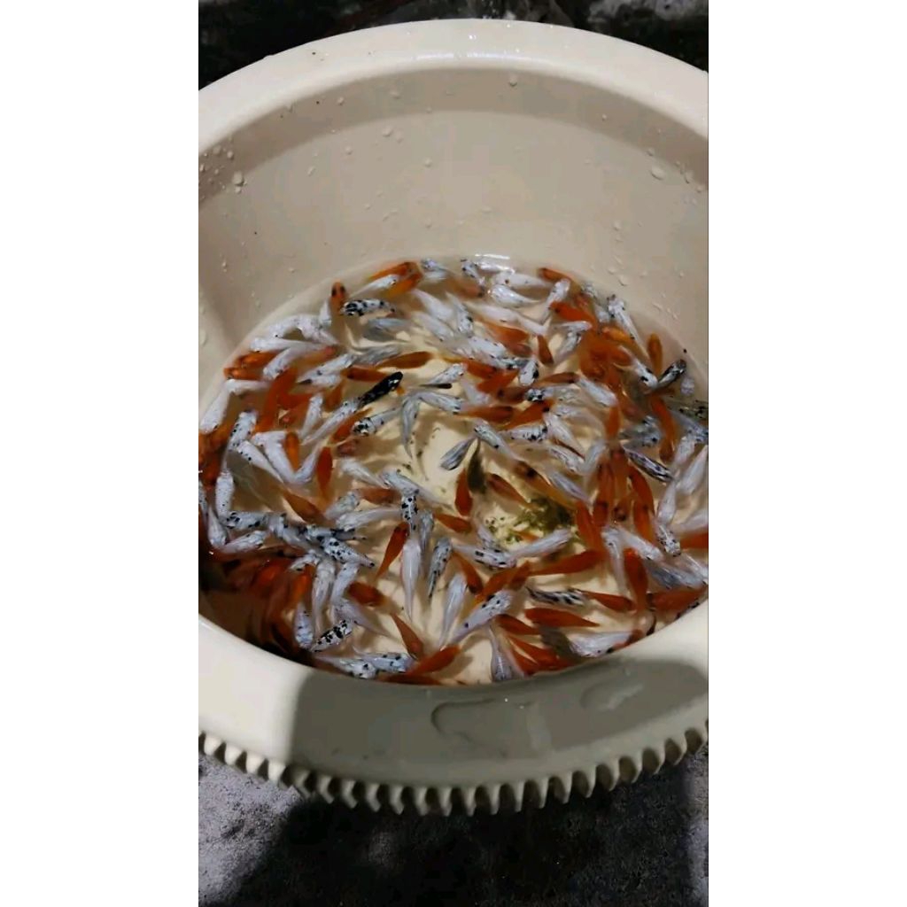 ikan molly kecil pakan predator isi 50 ekor