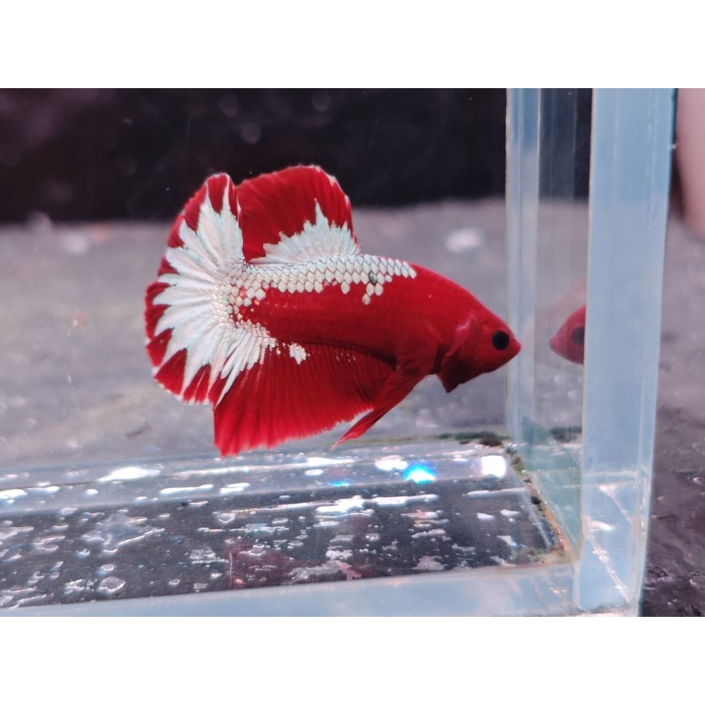 Fccp Red Head