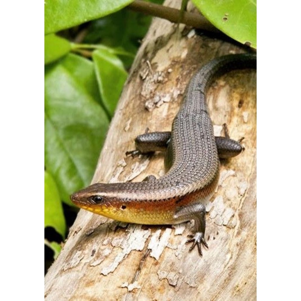 Kadal Kebun HIDUP (Eutropis Multifasciata) – Ekor Utuh & Mulus – Pakan Predator & Bahan Herbal Tradi