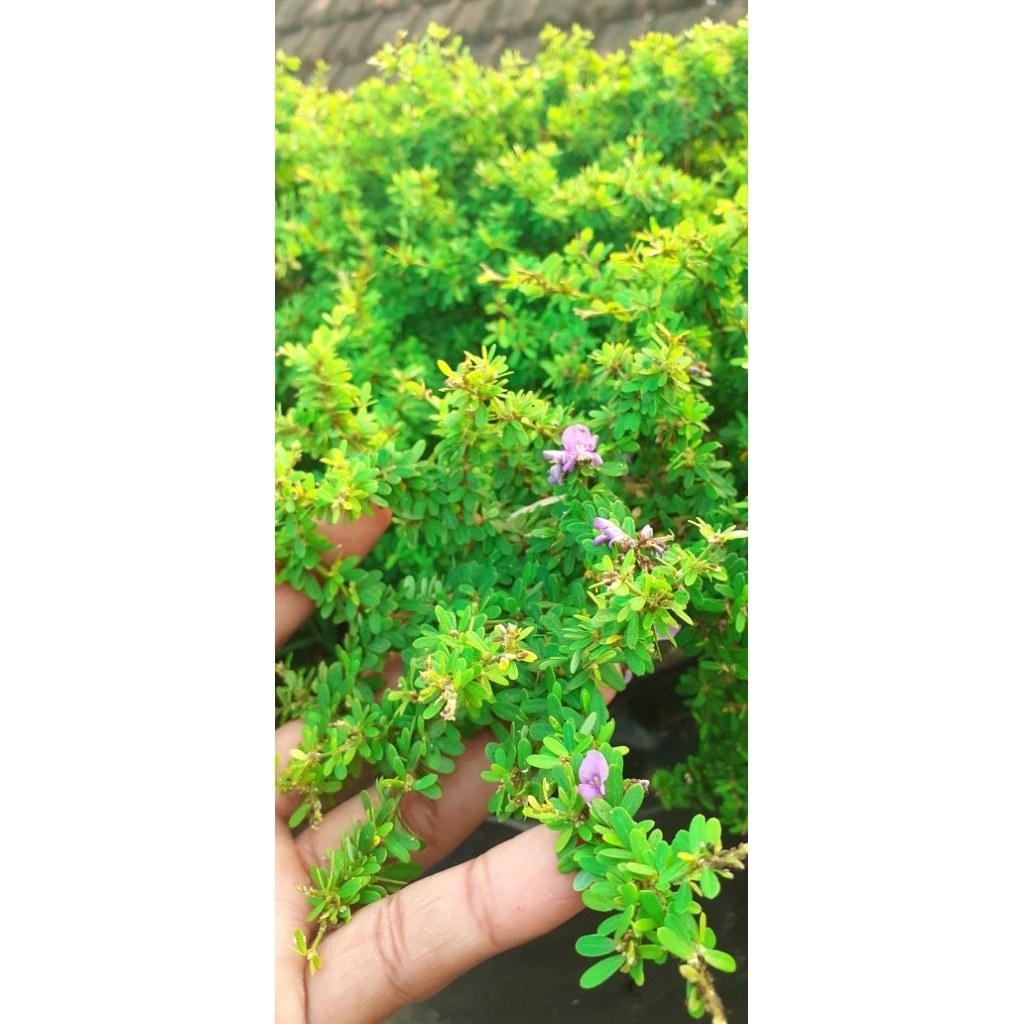 Saeng Simbur super micro thailand