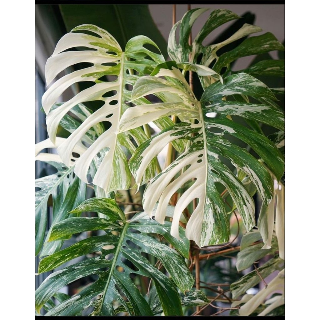 TERBARU bibit bonggol monstera Delisioca varigata/monstera varigata
