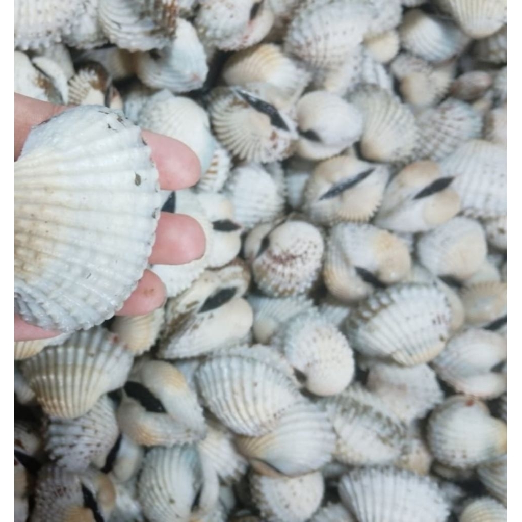 KERANG SUPER SEAFOOD