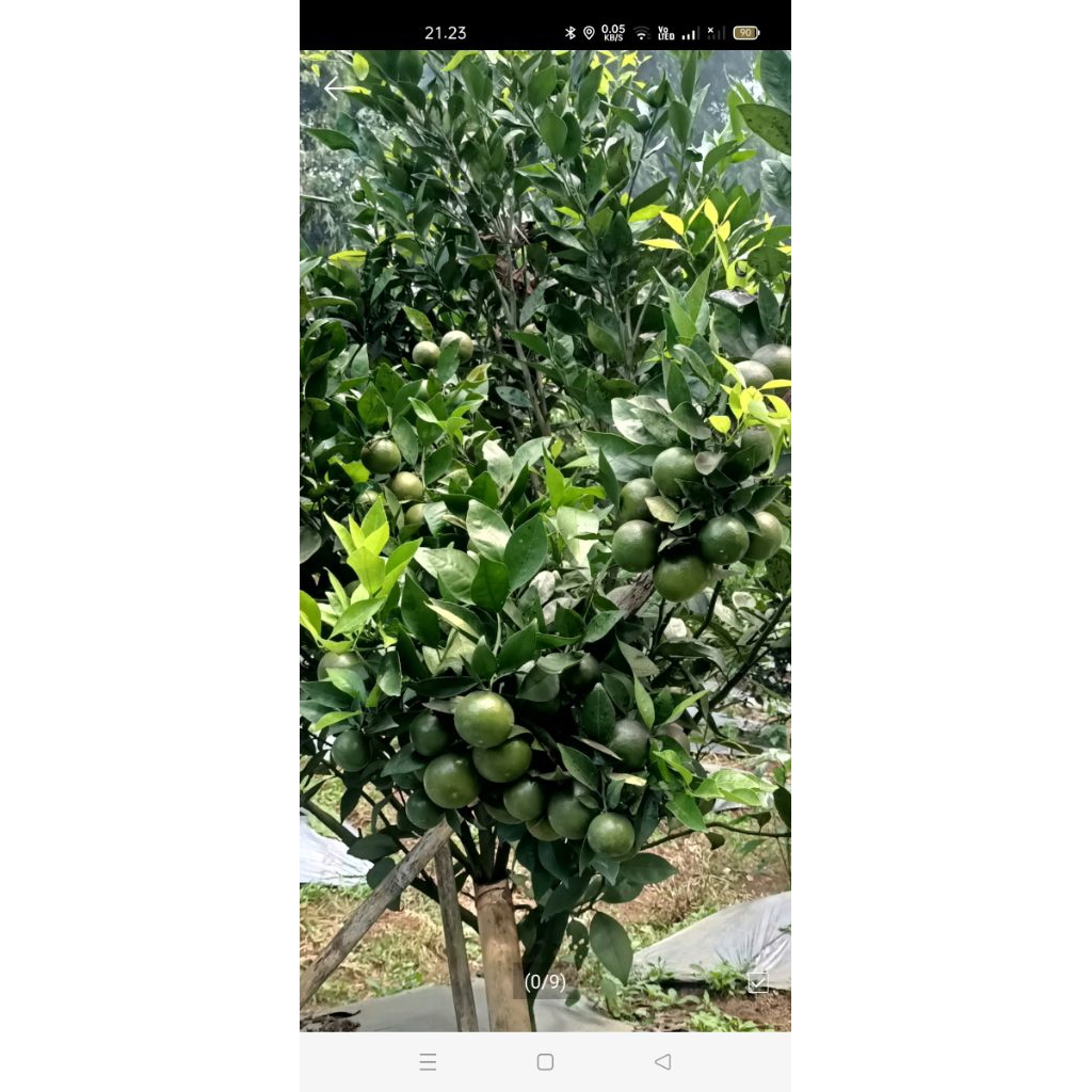jeruk peras siam madu pres dadakan langsung petik dari kebun 1kg