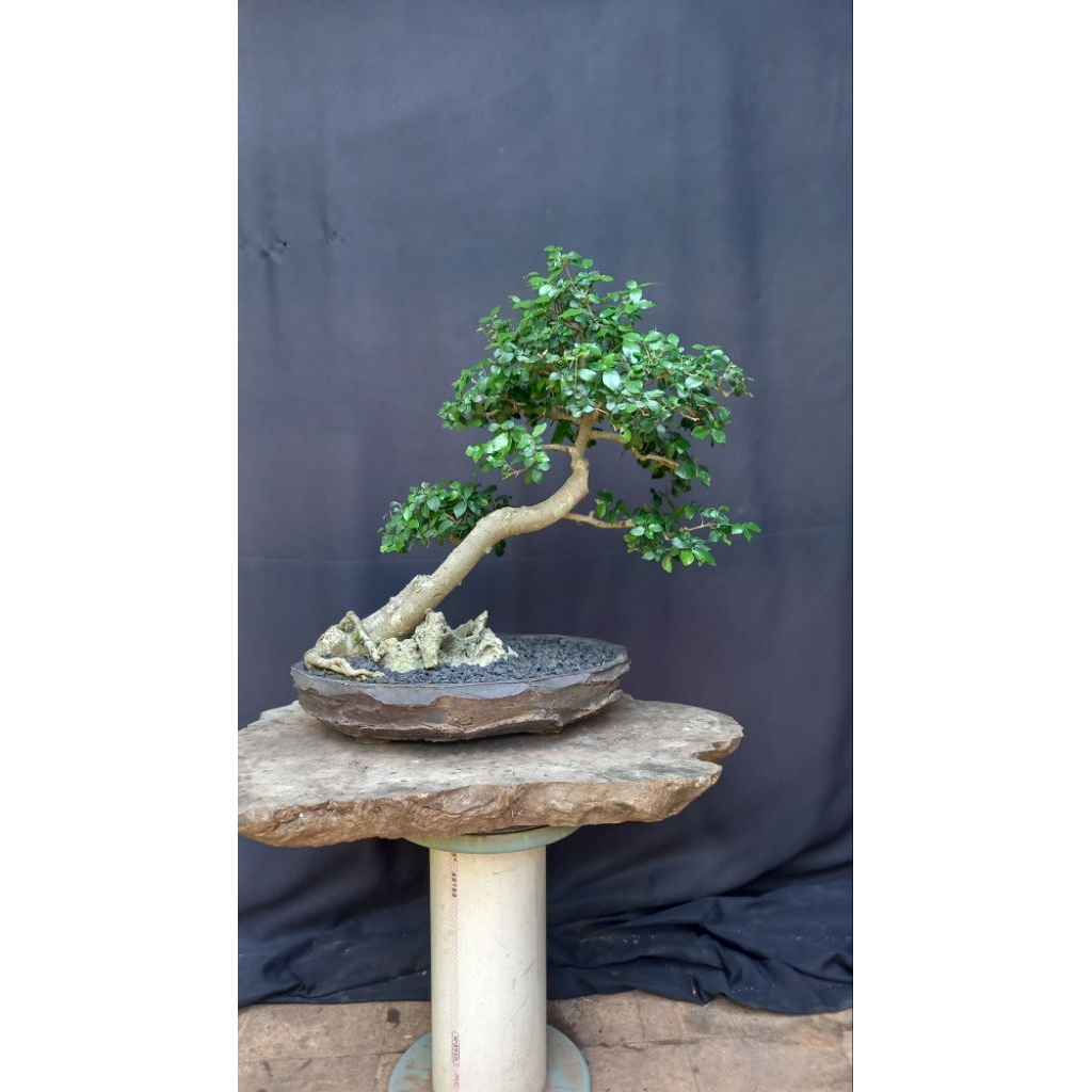 bonsai pohon serut/kiserut