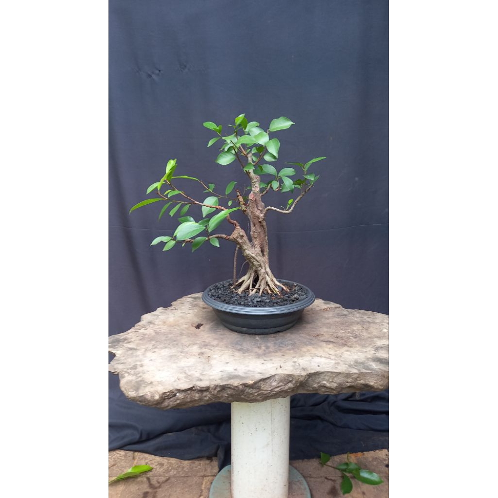 BONSAI POHON IPRIK/IPRIK PUCUK MERAH