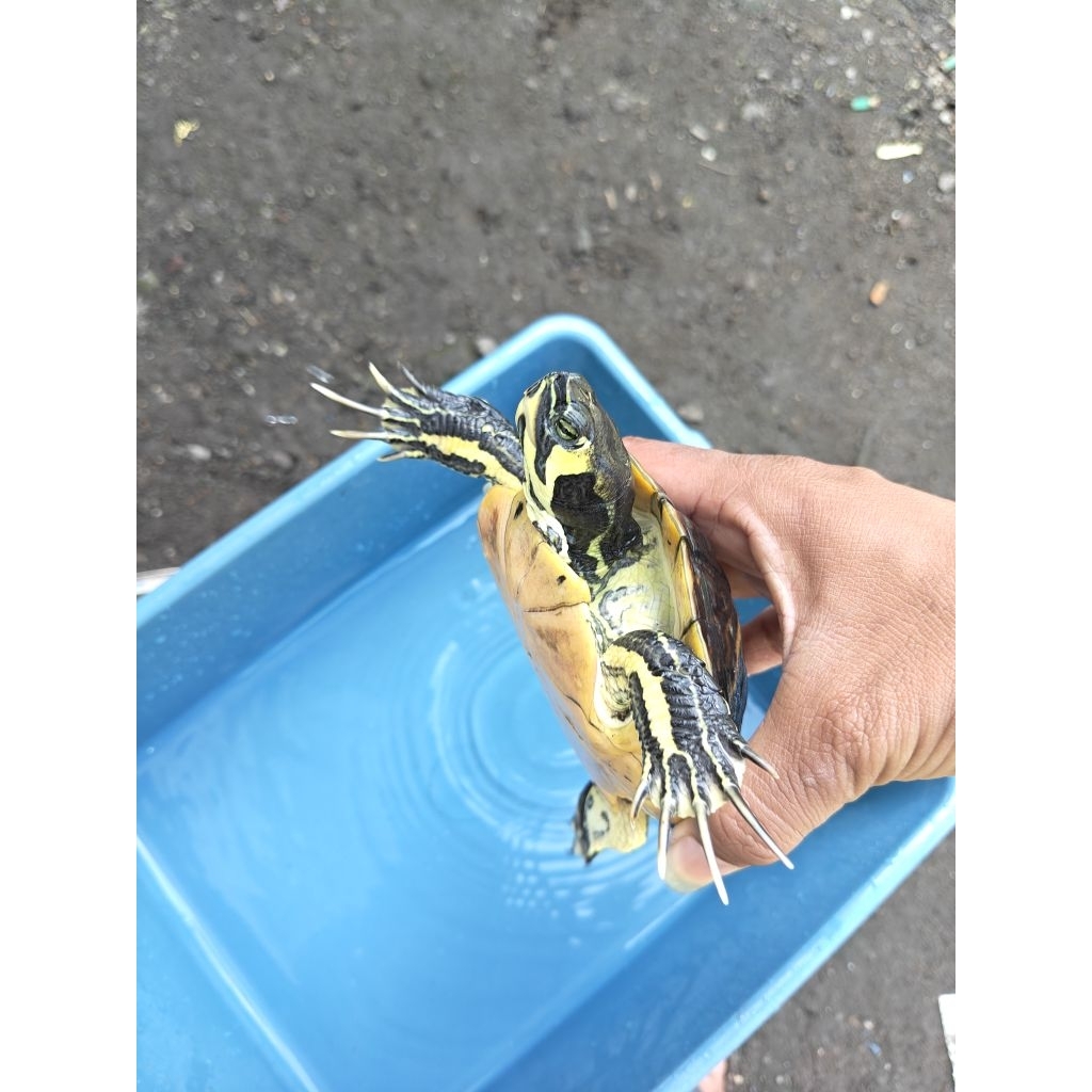 Pelet Kura Yellow Belly Dewasa Jantan