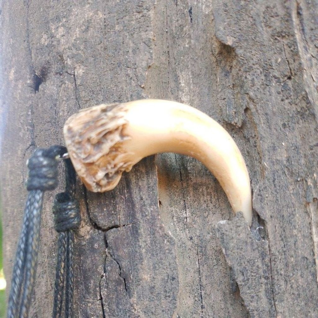kalung taring siung