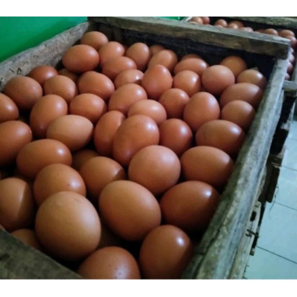 telur ayam negri