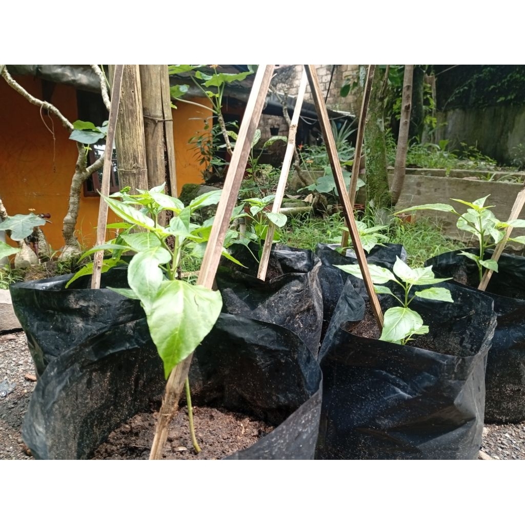 bibit cabai rawit merah besar