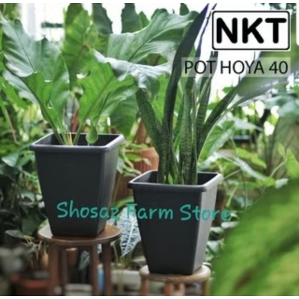 Pot Bunga Hoya 40 Nkt Pot Kotak Tinggi