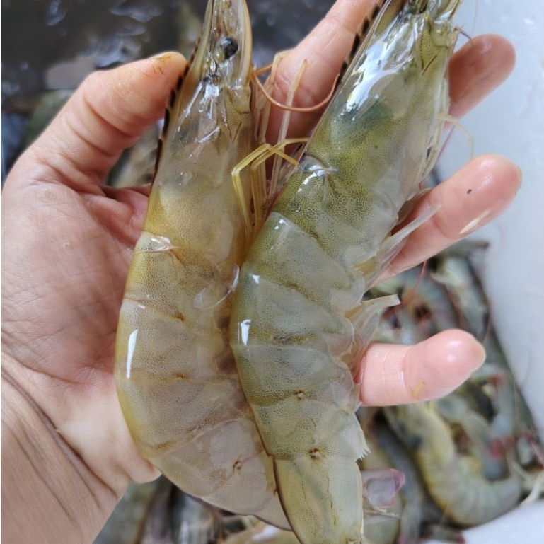 UDANG FRESH VANAME BESAR