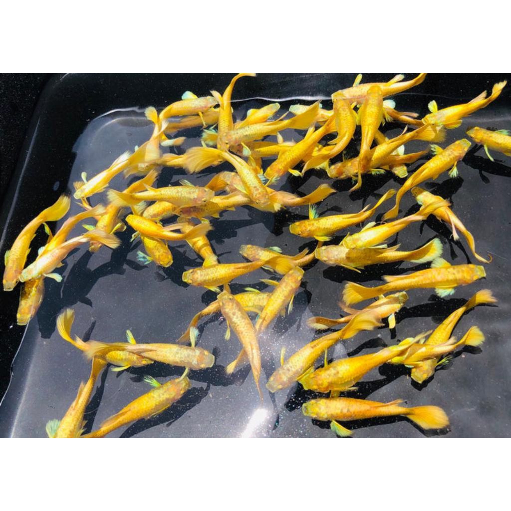 hiasan aquarium guppy full gold sepasang siap brojol