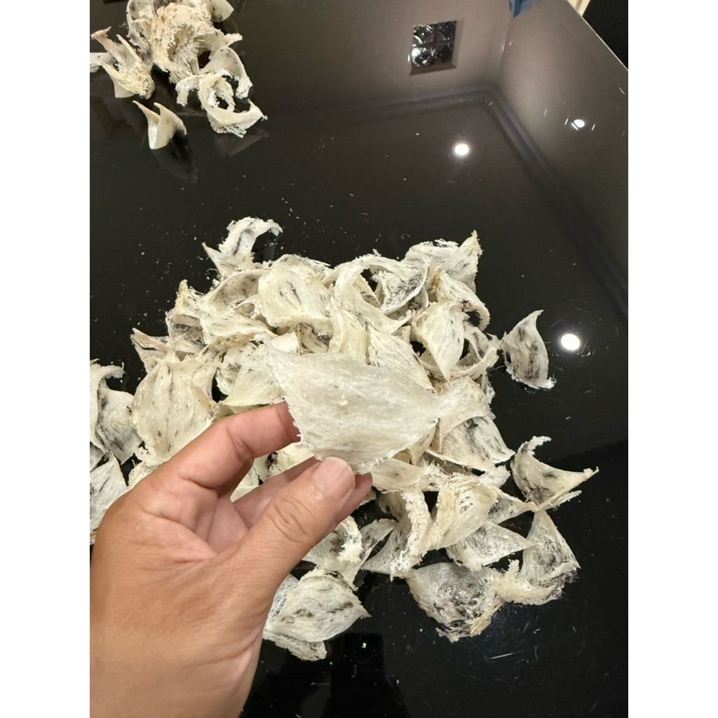 Sarang Burung Walet Sudut Kotor Super 15 Gram