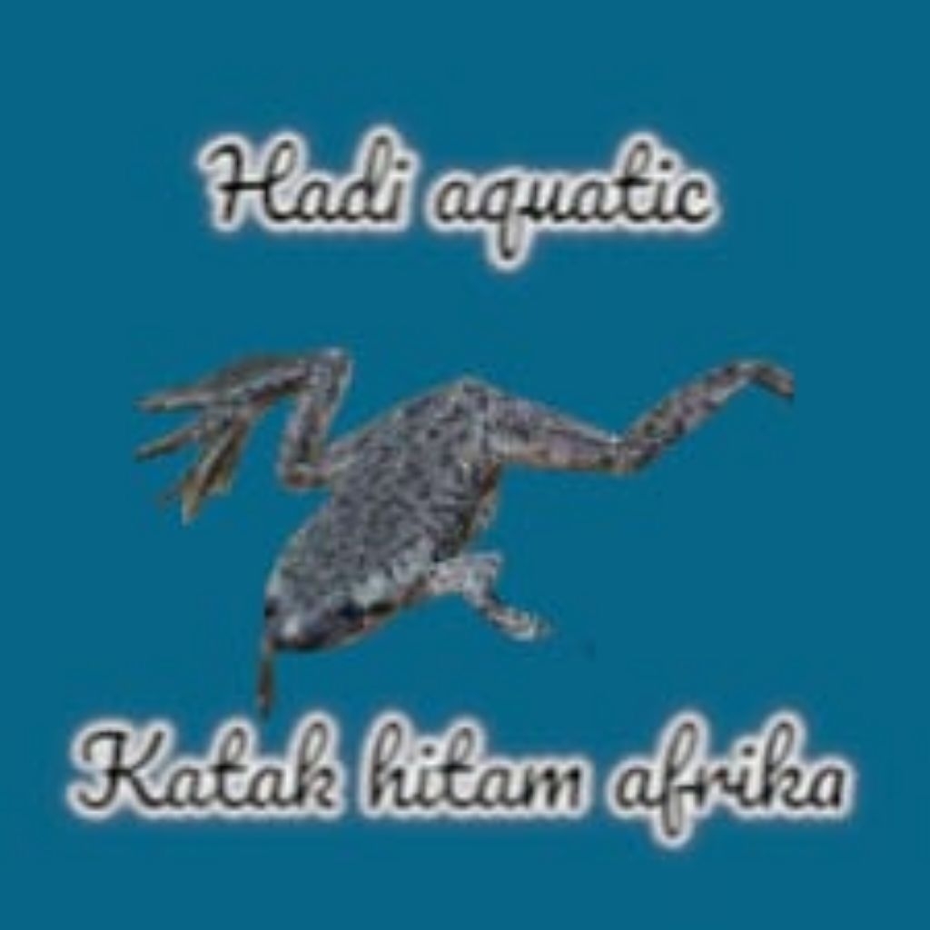 hiasan African dwarf frog