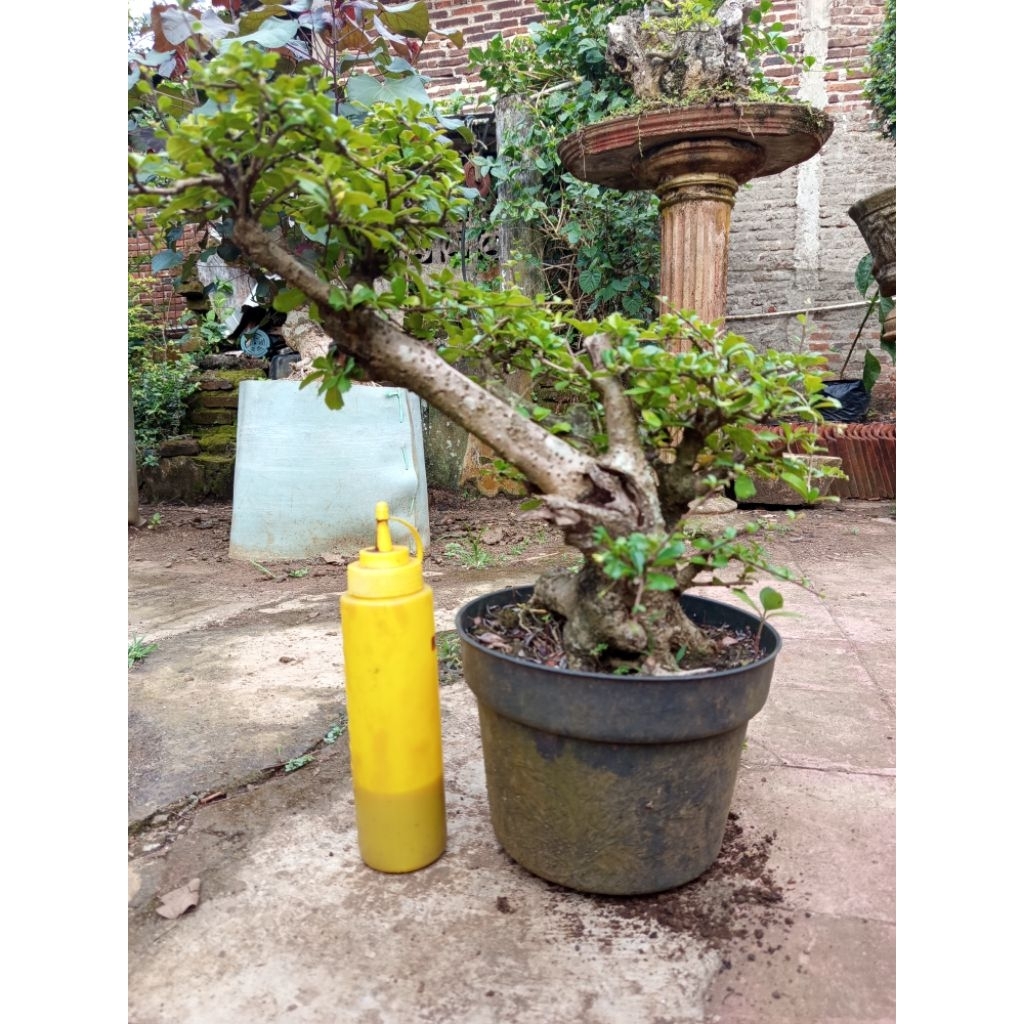 Bonsai hokiantea bunga besar karakter bagus