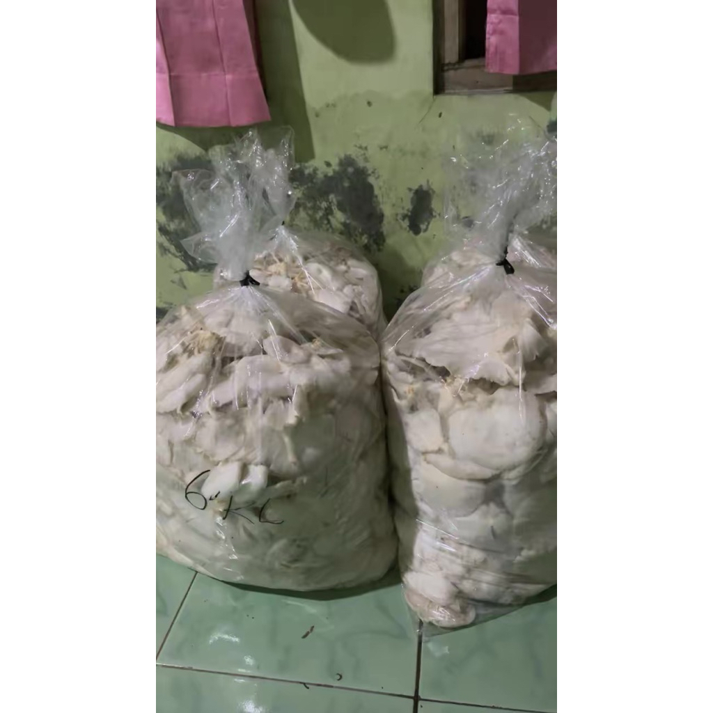 Bibit Jamur Tiram Putih F2 - Kemasan Plastik, Media Jagung Serbuk, Tingkat Kontaminasi Rendah