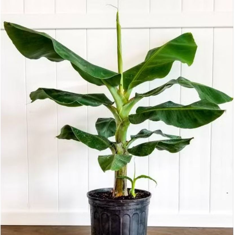 Bibit Pisang Dwarf Cavendish Siap Tanam