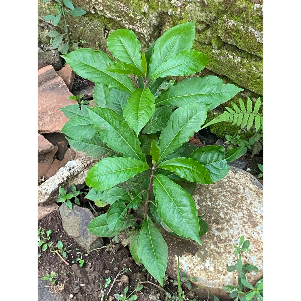 bibit insulin / daun insulin