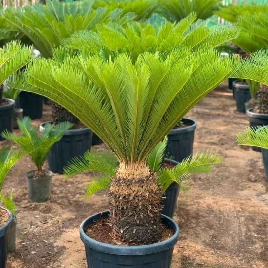 tanaman hias sikas gede rimbun tinggi 1 meter