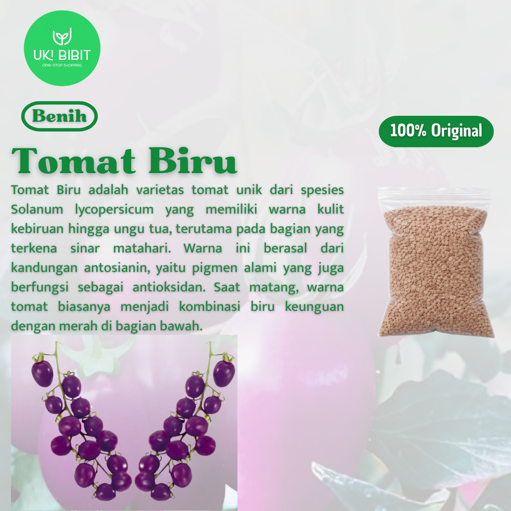 ( 10 Butir ) Benih Biji Tomat | Tomat Biru | Tomat Hitam