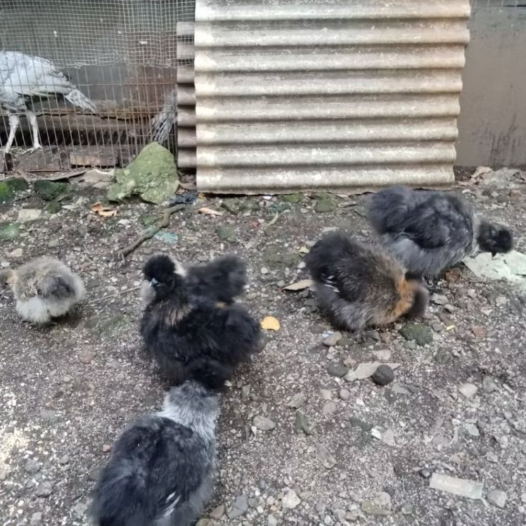 ayam hias Amerika silkie umur 2-3 bulan ORI