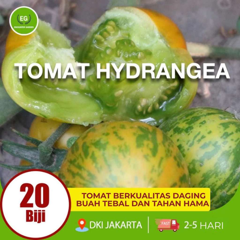 BENIH TOMAT HYDRANGEA BUAH POT IMPOR TOMAT KECIL BIJI BERKUALITAS TINGGI