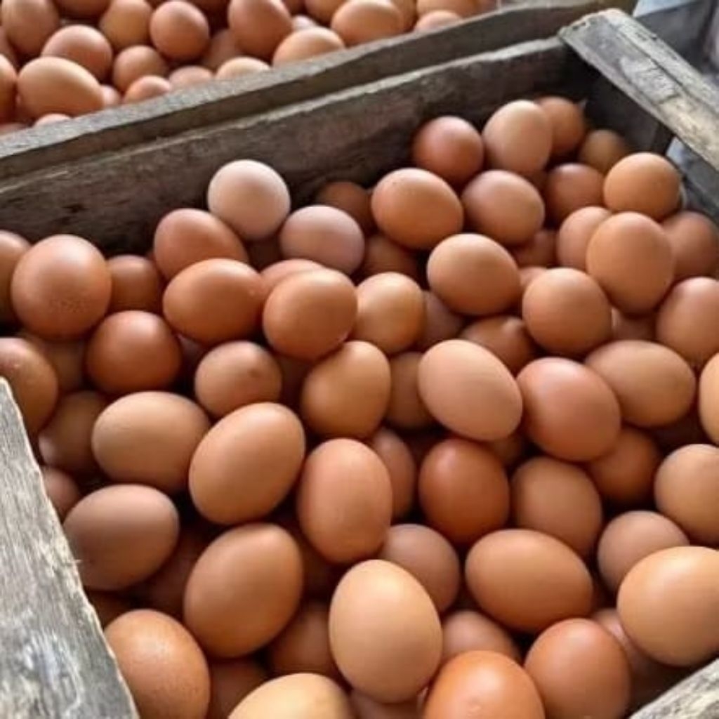 [PAITON-PROB] TELUR AYAM NEGERI 1KG SEGAR