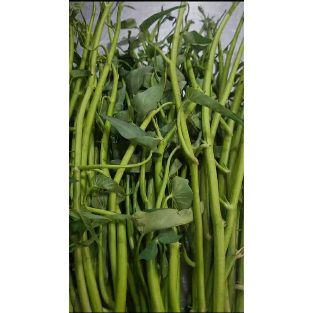 KANGKUNG LOMBOK ASLI