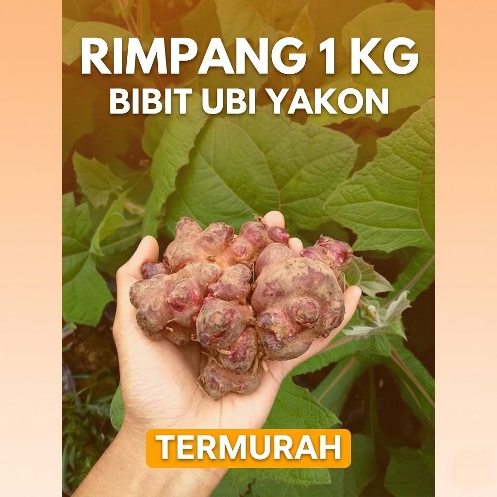 BIBIT UBI YAKON 1KG- Rimpang fresh siap tanan mudah tumbuh Bibit asli wonosobo
