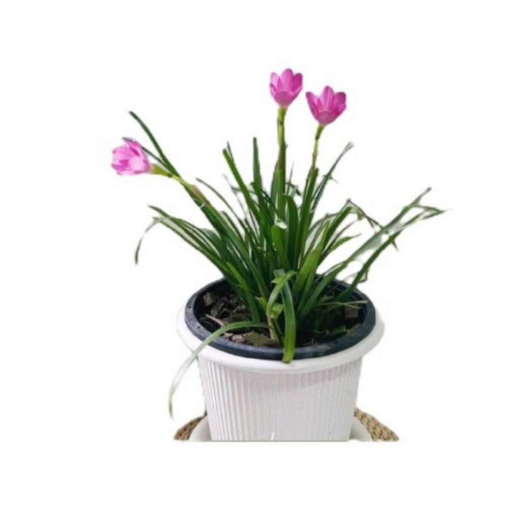 tanaman bunga rain lily pink - bunga rain lily - Tanaman bunga rain lily pink