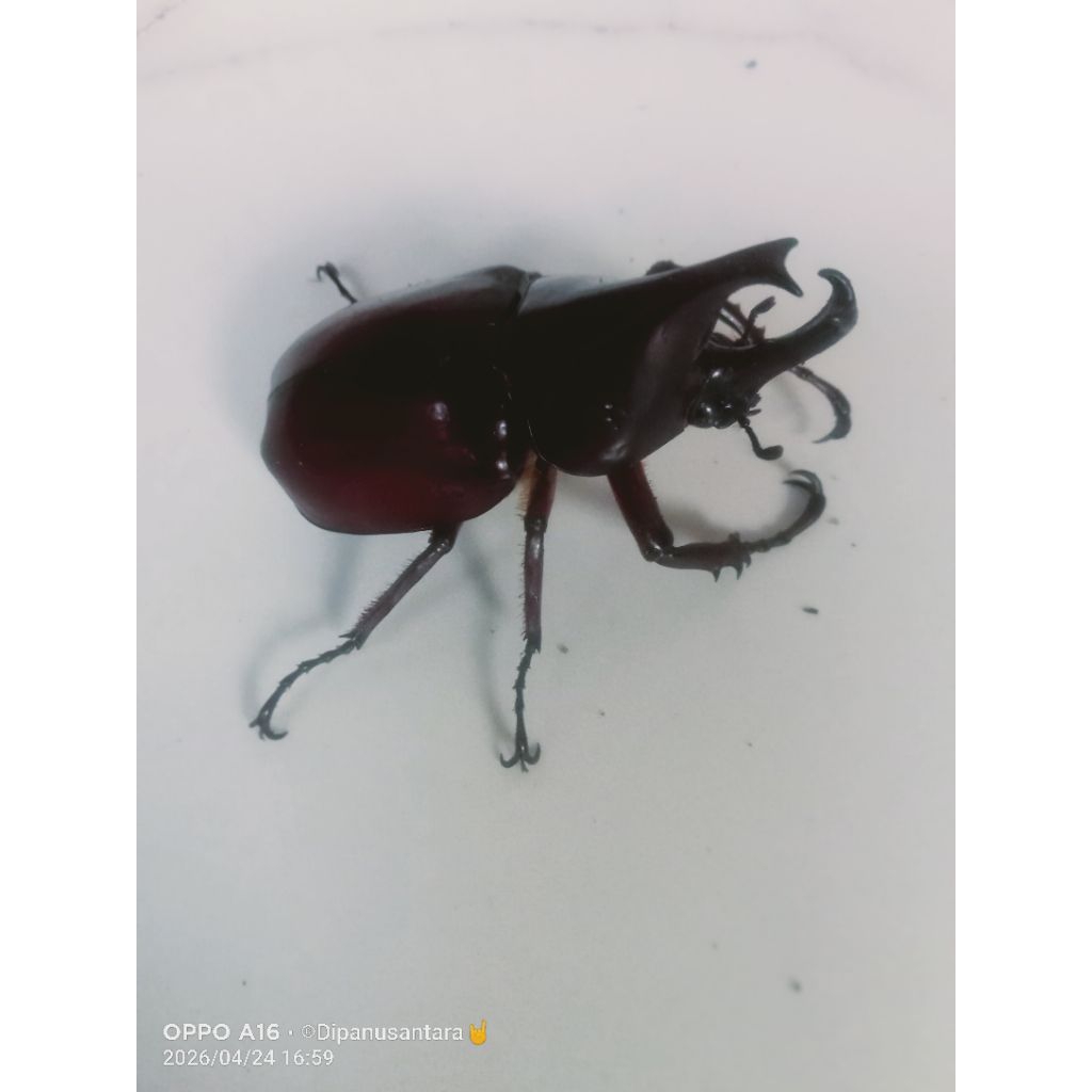 kumbang tanduk