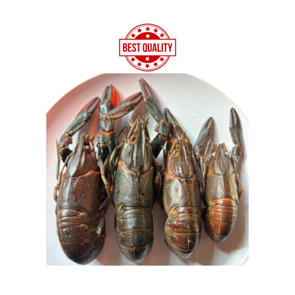 LOBSTER AIR TAWAR FROZEN - BERSIH REBUS
