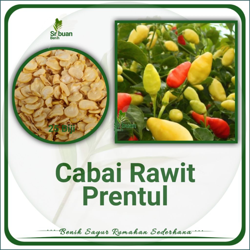 Cabai Rawit Prentul 25 Butir Benih Cabai Rawit Prentul
