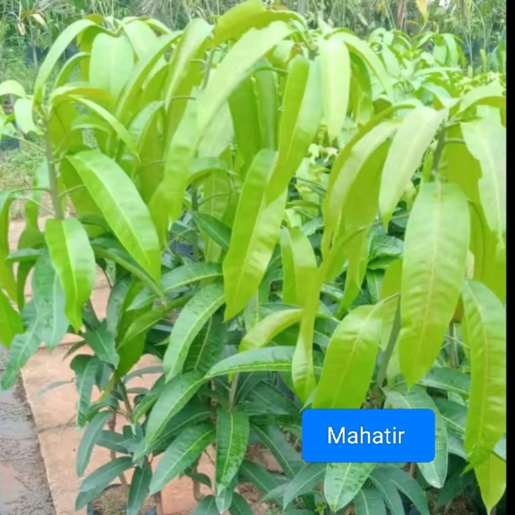 Bibit pohon mangga Mahatir tinggi 55cm-60cm