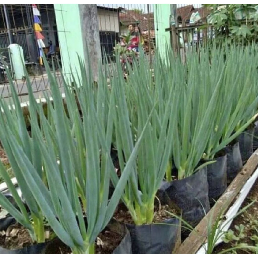 Pohon Daun Bawang Besar/ Tanaman Daun Bawang Besar