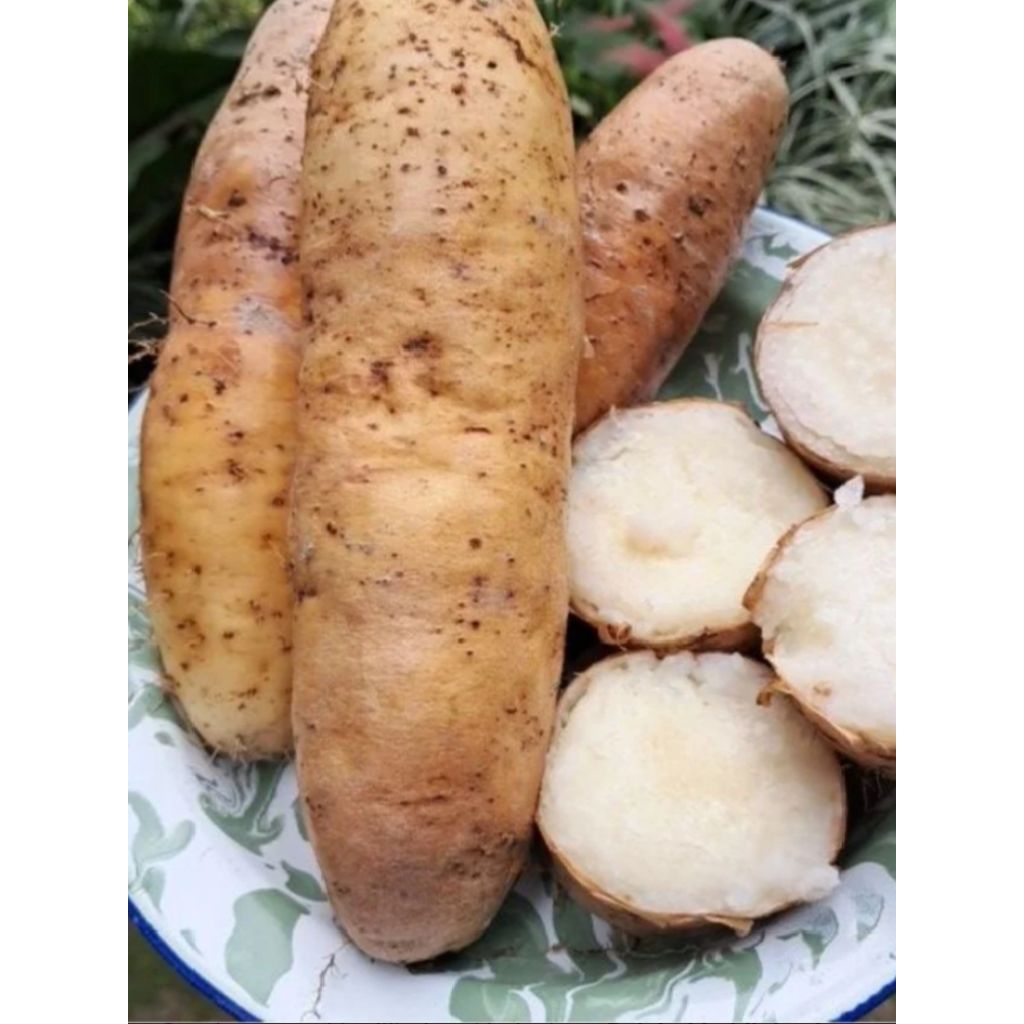 GEMBILI KETAN PUNEL/UBI GEMBILI KETAN FRESH 1kg