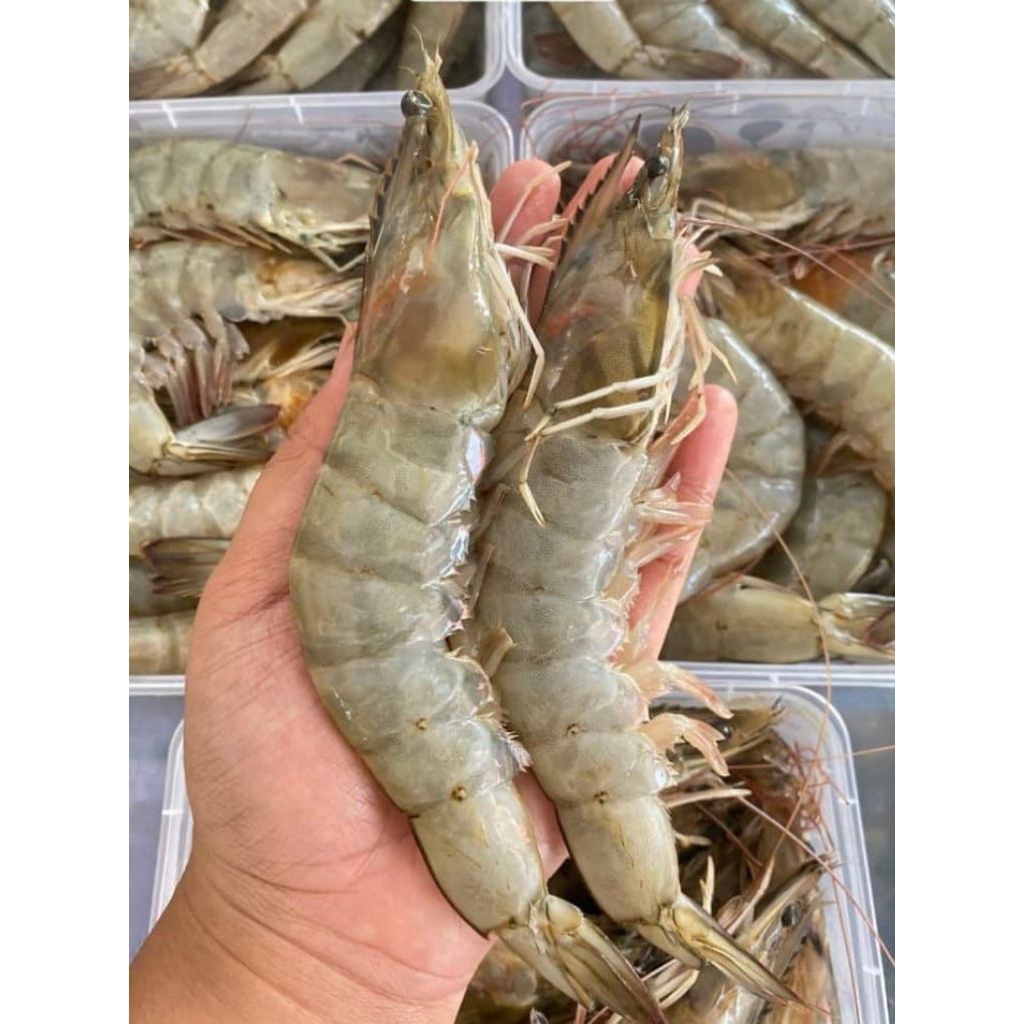 Udang Vaname Super Jumbo