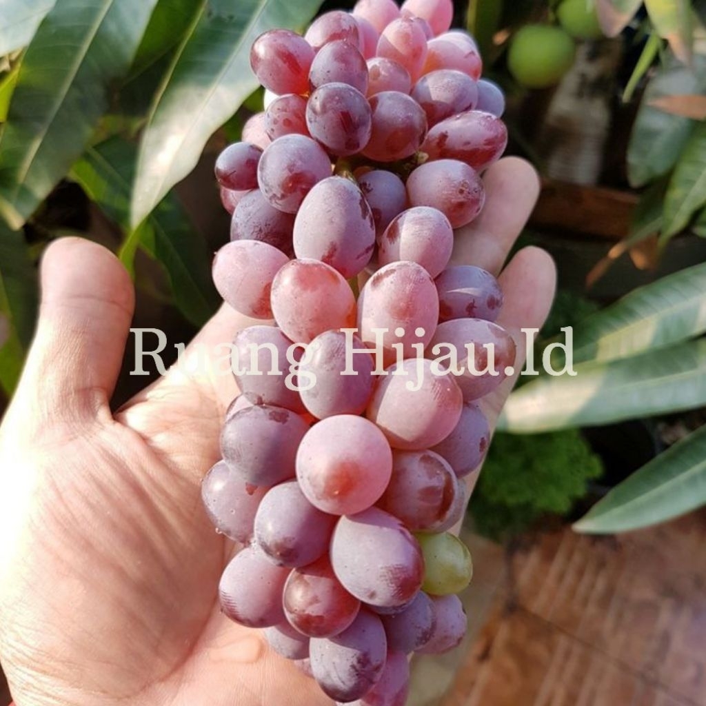 Bibit Anggur Jupiter Unggul (Tanpa Biji & Aroma Muskat)
