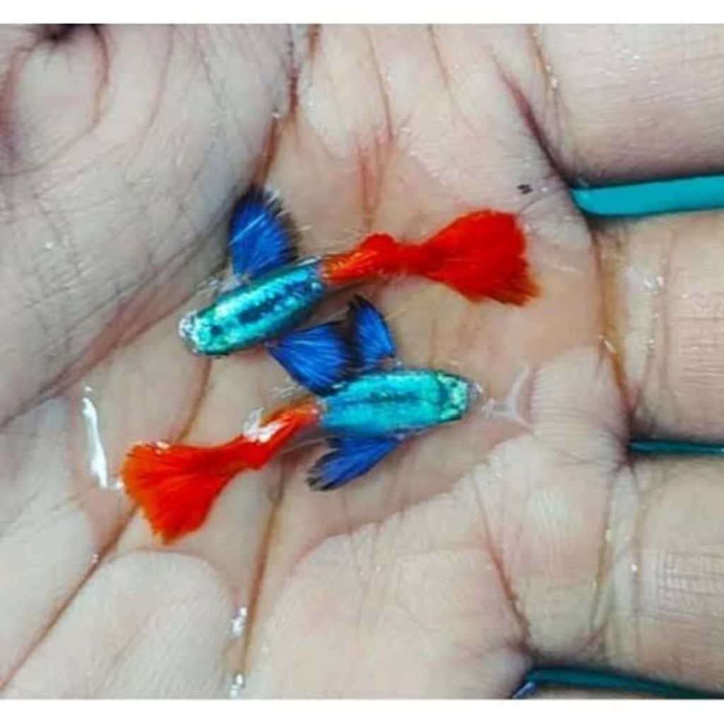 hiasan akuarium siap brade betina siap brol prtde guppy platium red tail dumbo ear