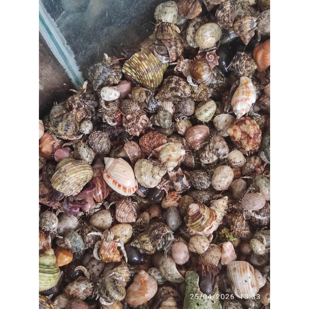 MAENAN EDUKASI SIZE Mix 1KG UKURAN M SAMPAI XL Brrvimanus dan rugosus