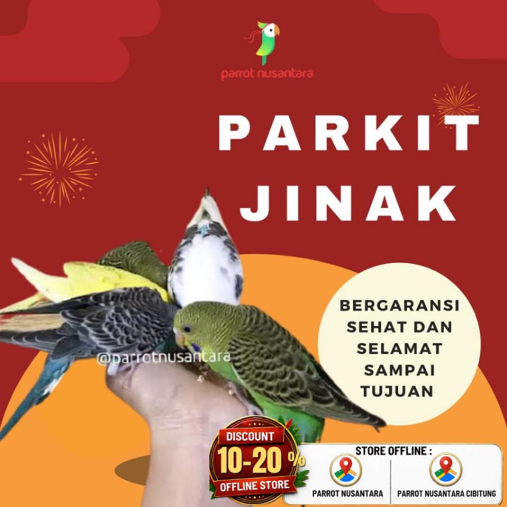 Burung parrot burung parkit jinak