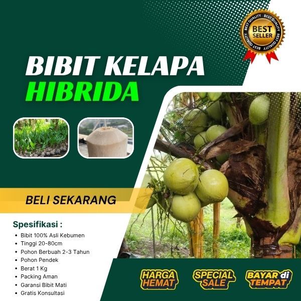 BIBIT SUPER  Pohon Kelapa Hibrida Super, Pohon Kelapa Hibrida Terdekat