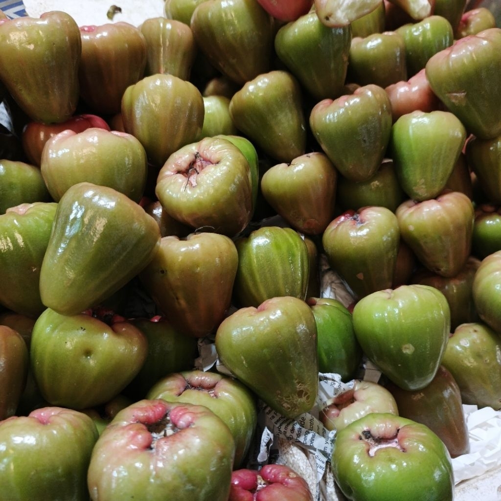 JAMBU AIR JAWA HIJAU MANIS