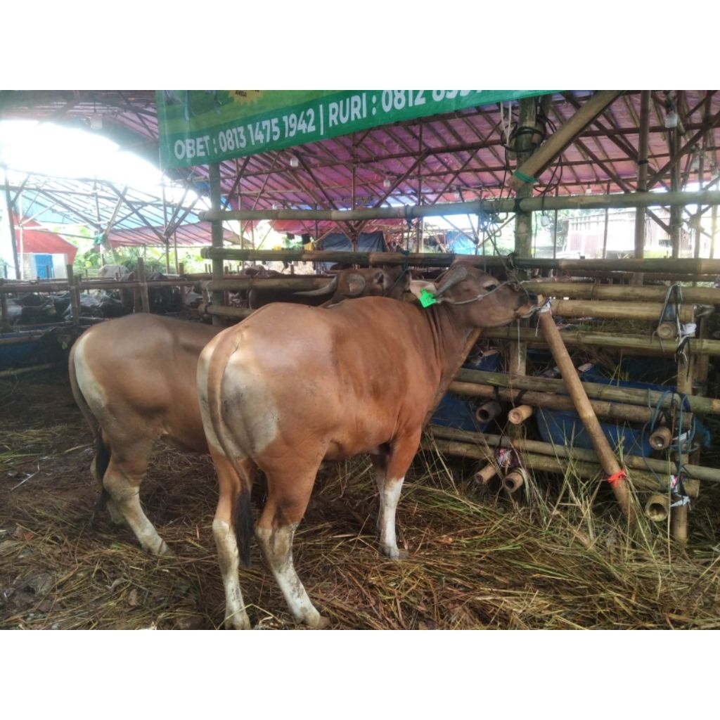 Sapi Kurban Qurban Limosin Simental PO Bali