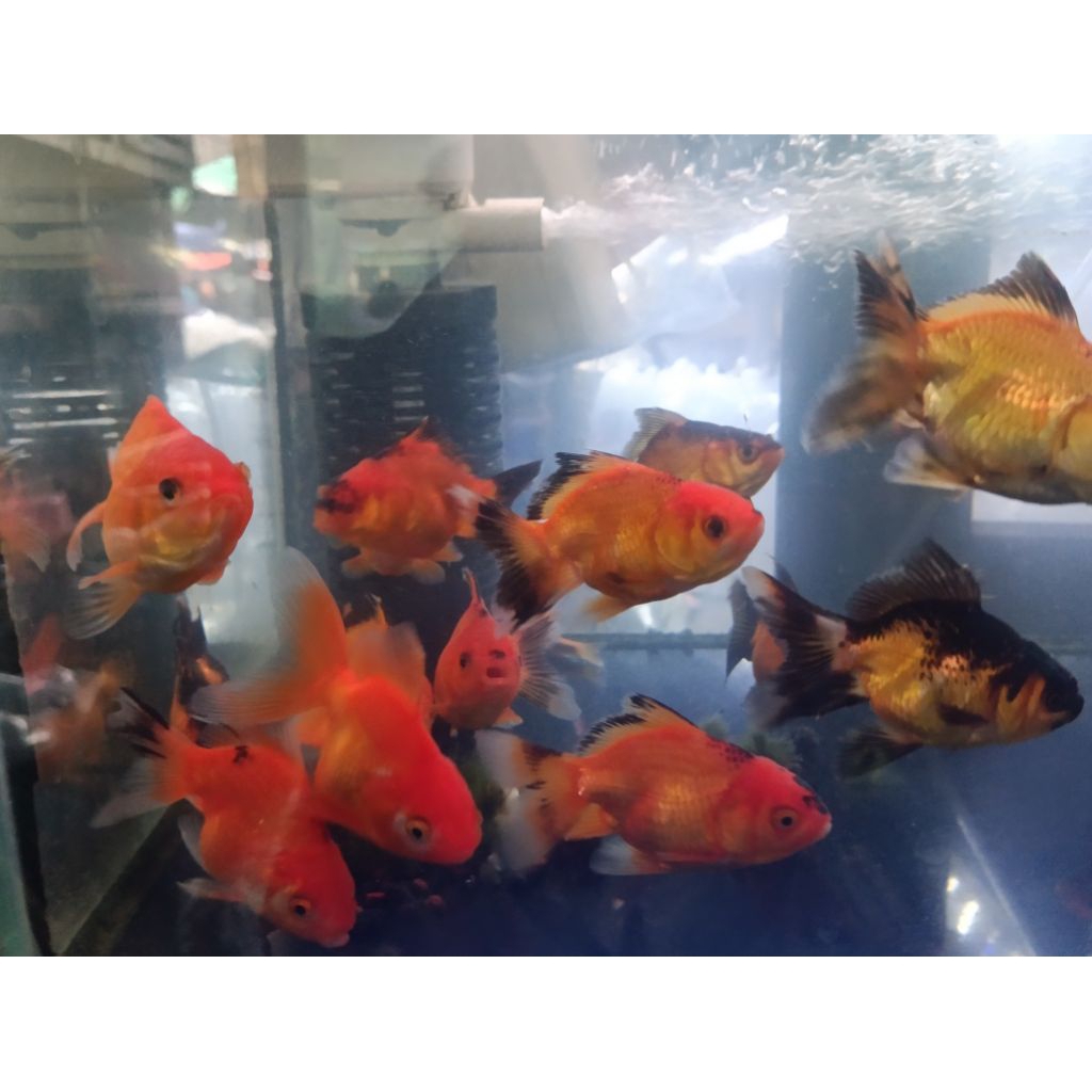 ikan mas koki oranda