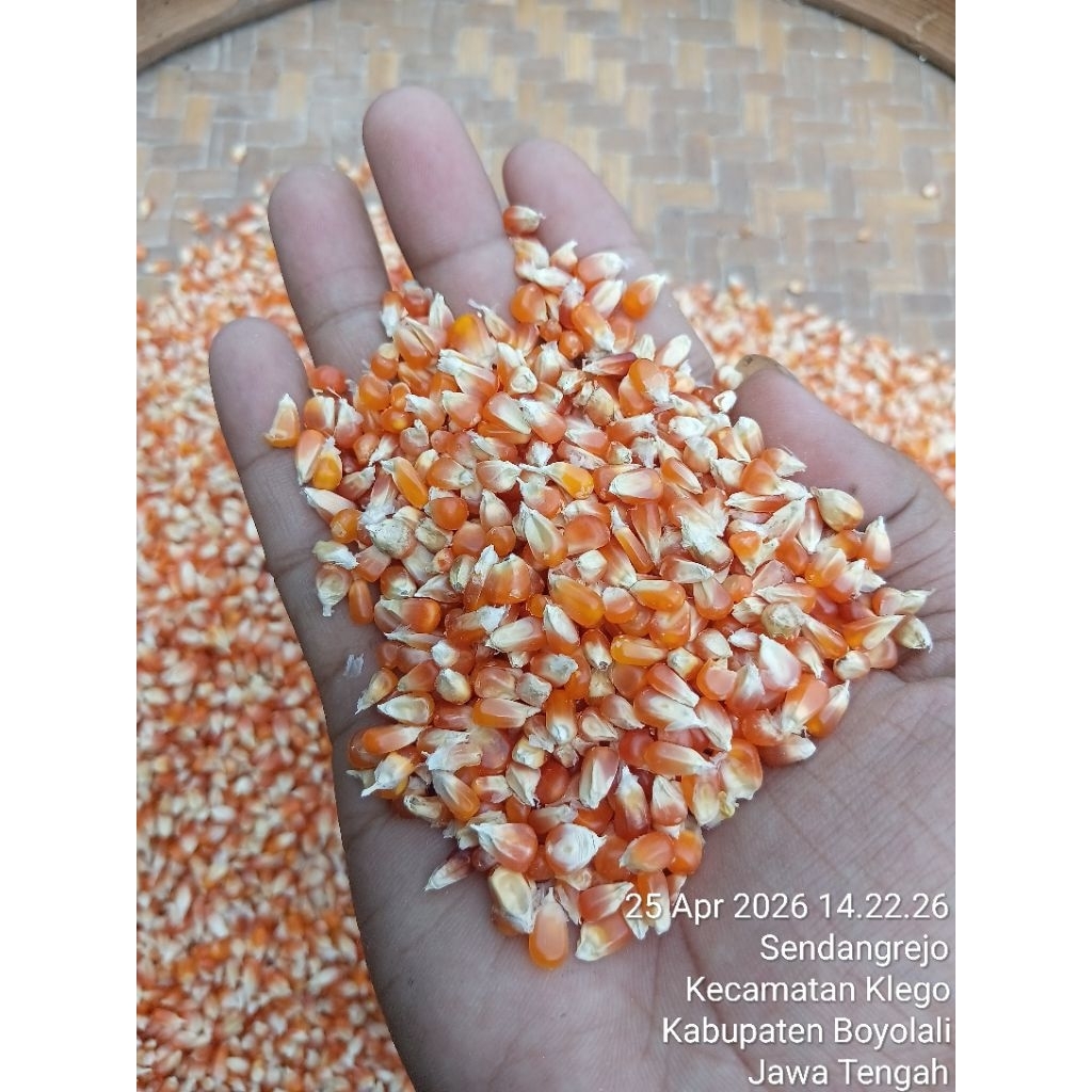 JAGUNG KECIL KRISTAL MADURA 1KGJAGUNG KRISTAL BUAT PAKAN AYAM/MERPATI/SAPI/KAMBING/BURUNG/MERPATI BA
