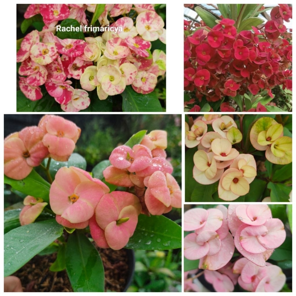 Paket 5 jenis euphorbia bunga jumbo #euphorbia