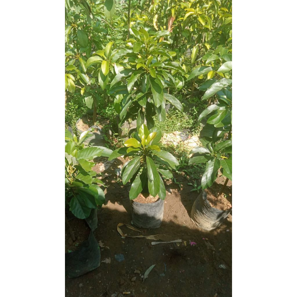 Bibit Alpukat Kelud Berbunga - Batang Besar, Tinggi 80cm, Siap Berbuah