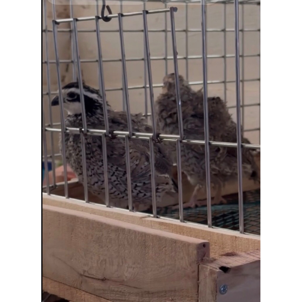 Telur Tetas Puyuh Bobwhite Silver