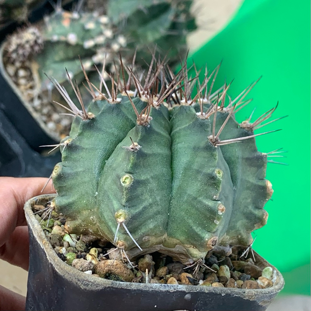 Lv47 gymnocalycium mihanovichii  ( kaktus gymno miha  mihanovichi tanaman hias   bg gurun hadiah gif
